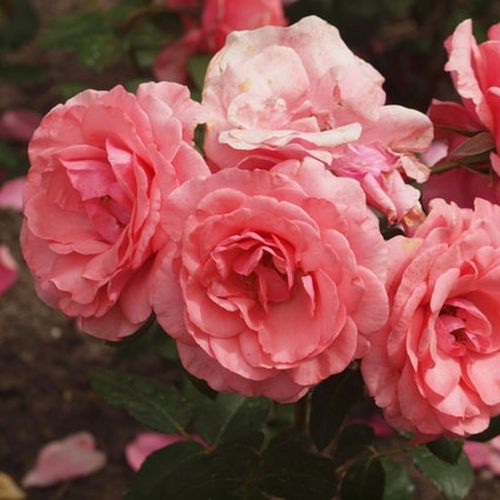 Różowy  - Róże pienne - z kwiatami hybrydowo herbacianymi - korona krzaczasta